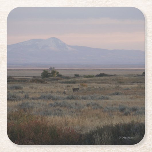 D10 Witstaartbier in Sandhills Kartonnen Onderzetters (Voorkant)