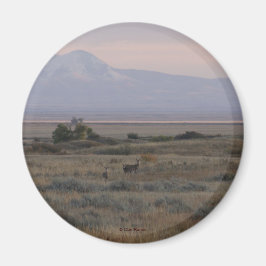 D10 Witstaarthert en Sweet Grass Hills Magneet