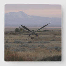 D10 Witstaarthert Sweetgrass Hills