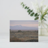 D10 Witstaarthinden Sweet en Grass Hills Briefkaart (Staand voorkant)