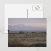 D10 Witstaarthinden Sweet en Grass Hills Briefkaart (Voorkant / Achterkant)