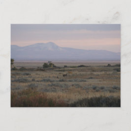 D10 Witstaarthinden Sweet en Grass Hills Briefkaart