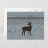 D11 Whitetail Deer Big Buck in sneeuw Briefkaart (Voorkant / Achterkant)