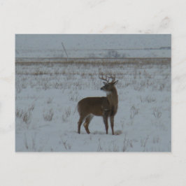 D11 Whitetail Deer Big Buck in sneeuw Briefkaart