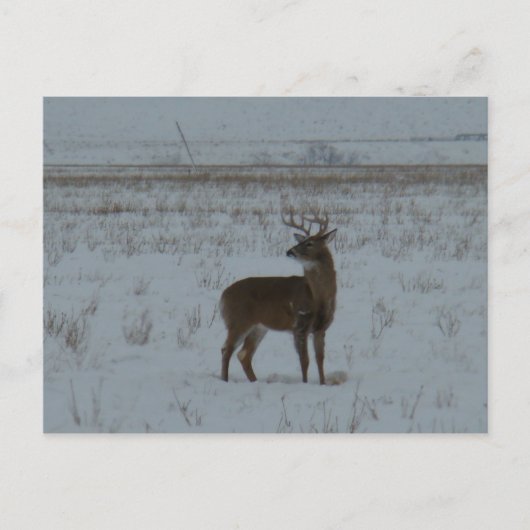 D11 Whitetail Deer Big Buck in sneeuw Briefkaart (Voorkant)