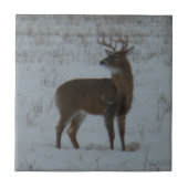 D11 Witstaartbuck in sneeuw Tegeltje (Voorkant)