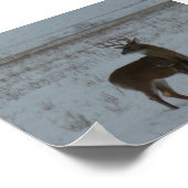 D11 Witte Hertenbok in de Sneeuw Poster (Hoek)