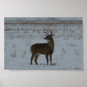 D11 Witte Hertenbok in de Sneeuw Poster