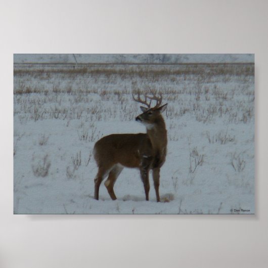 D11 Witte Hertenbok in de Sneeuw Poster (Voorkant)