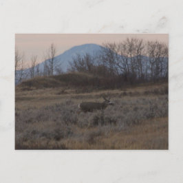 D12 Mule Deer bok en Sweet Grass Hills Briefkaart