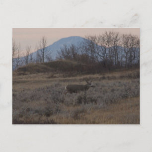 D12 Mule Deer bok en Sweet Grass Hills Briefkaart