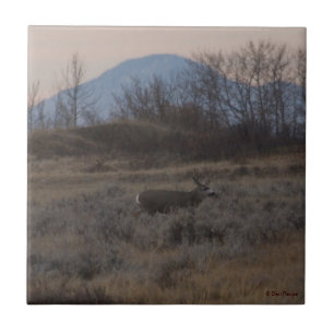 D12 Mule Deer bok en Sweet Grass Hills Tegeltje