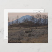D12 Mule Deer Buck en Sweet Grass Hills Briefkaart (Voorkant / Achterkant)
