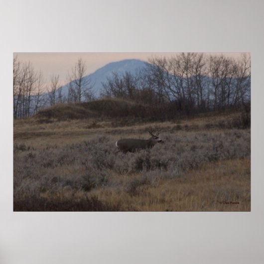 D12 Mule Deer Buck en Sweet Grass Hills Poster (Voorkant)