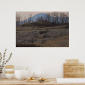D12 Mule Deer Buck en Sweet Grass Hills Poster (Keuken)