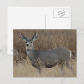 D14 Muildierhinde Briefkaart (Voorkant / Achterkant)