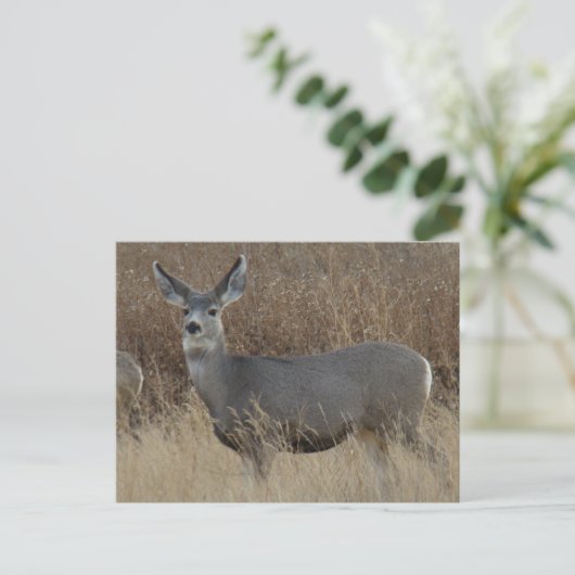 D14 Mule Deer Doe Briefkaart (Staand voorkant)