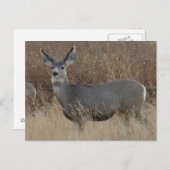 D14 Mule Deer Doe Briefkaart (Voorkant / Achterkant)