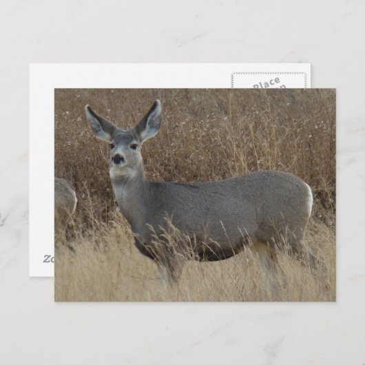 D14 Mule Deer Doe Briefkaart (Voorkant / Achterkant)