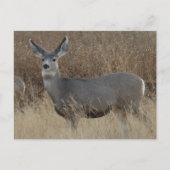 D14 Mule Deer Doe Briefkaart (Voorkant)