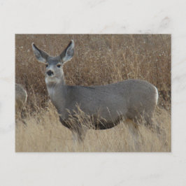 D14 Mule Deer Doe Briefkaart