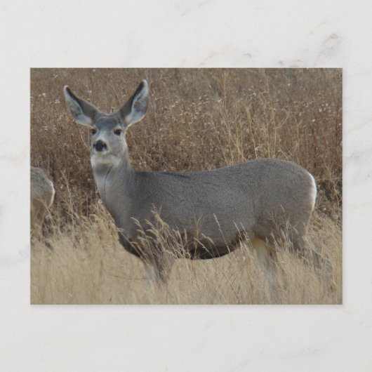 D14 Mule Deer Doe Briefkaart (Voorkant)