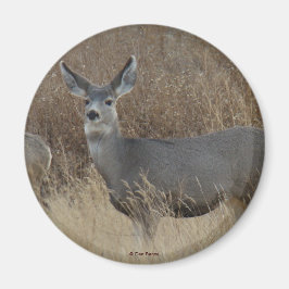 D14 Mule Deer Doe Magneet