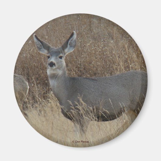 D14 Mule Deer Doe Magneet (Voorkant)