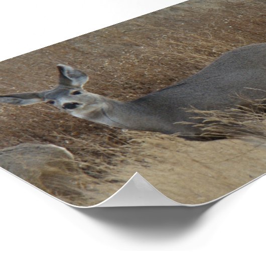 D14 Mule Deer Doe Poster (Hoek)