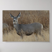 D14 Mule Deer Doe Poster (Voorkant)