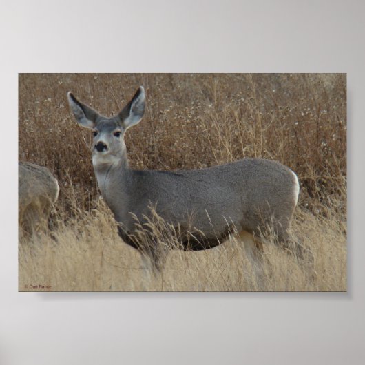 D14 Mule Deer Doe Poster (Voorkant)