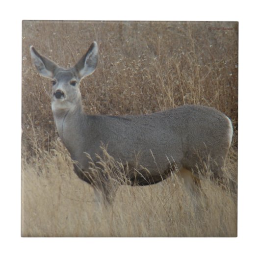 D14 Mule Deer Doe Tegeltje (Voorkant)
