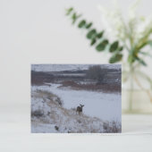 D16 Mule Deer Doe in de vallei Briefkaart (Staand voorkant)