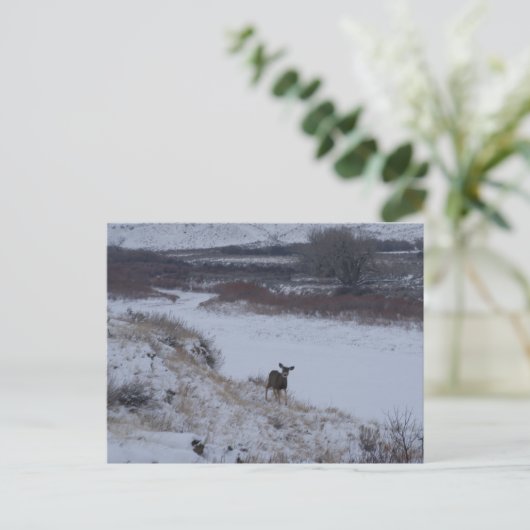 D16 Mule Deer Doe in de vallei Briefkaart (Staand voorkant)