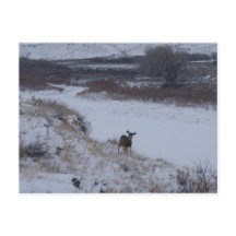 D16 Mule Deer Doe in de vallei