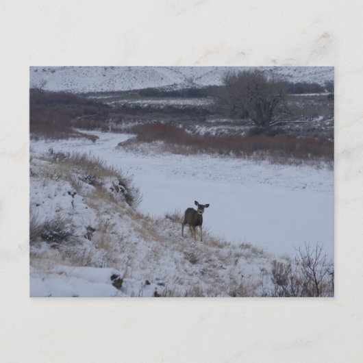 D16 Mule Deer Doe in de vallei Briefkaart (Voorkant)