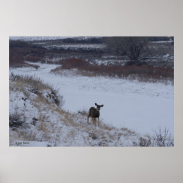 D16 Mule Deer Doe in de vallei Poster