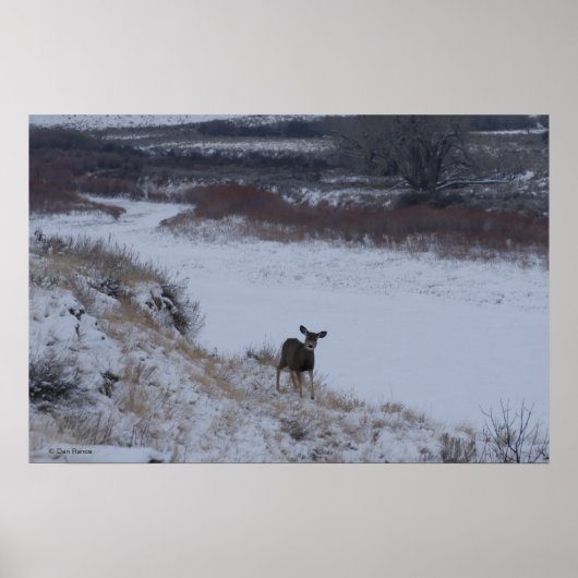 D16 Mule Deer Doe in de vallei Poster (Voorkant)