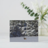 D17 Mule Deer Buck en Snowy Pines Briefkaart (Staand voorkant)