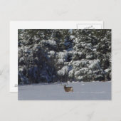 D17 Mule Deer Buck en Snowy Pines Briefkaart (Voorkant / Achterkant)