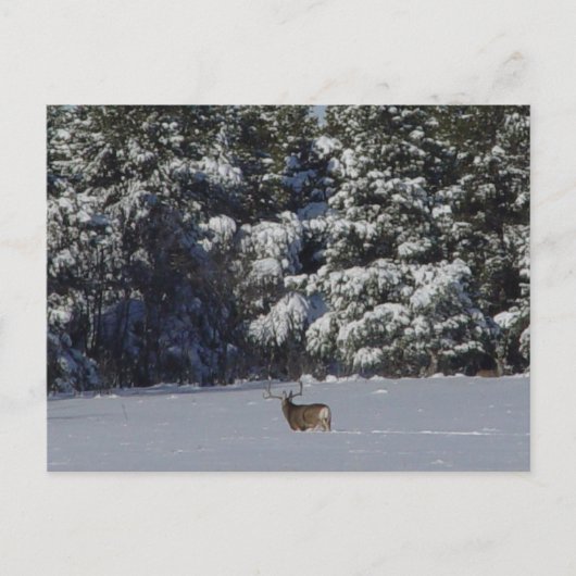 D17 Mule Deer Buck en Snowy Pines Briefkaart (Voorkant)