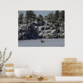 D17 Mule Deer Buck in Snowy SpruceTrees Poster (Keuken)