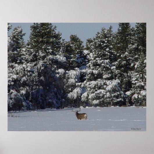 D17 Mule Deer Buck in Snowy SpruceTrees Poster (Voorkant)