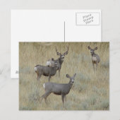 D18 Muildier Briefkaart (Voorkant / Achterkant)