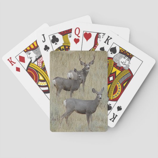 D18 Muilezelhert Pokerkaarten (Achterkant)