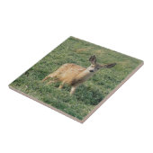 D19 Muilezelhertenkalf Tegeltje (Zijkant)