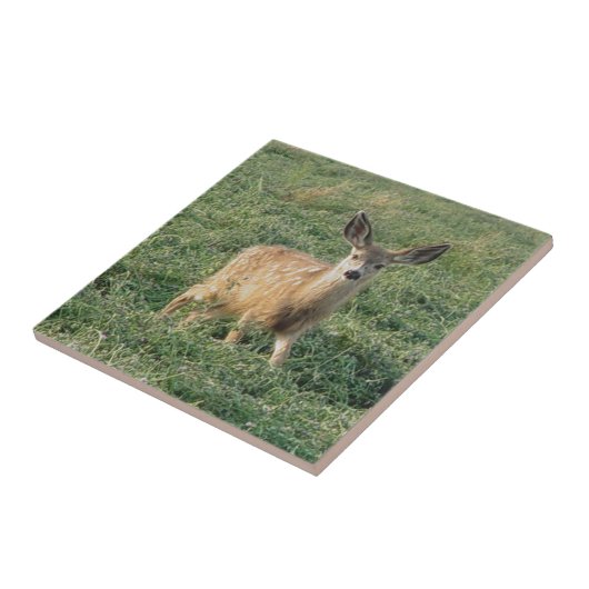 D19 Mule Deer Fawn Tegeltje (Zijkant)