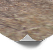 D1 Witstaartbessen Der Spring Buck in Cotonou-boss Poster (Hoek)