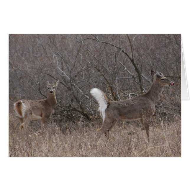 D1 Witstaartdeer Spring Bucks in Cottonwood (Voorkant Horizontaal)