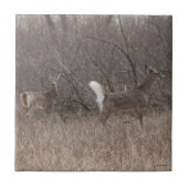 D1 Witstaartdeer Spring Bucks in penseel Tegeltje (Voorkant)